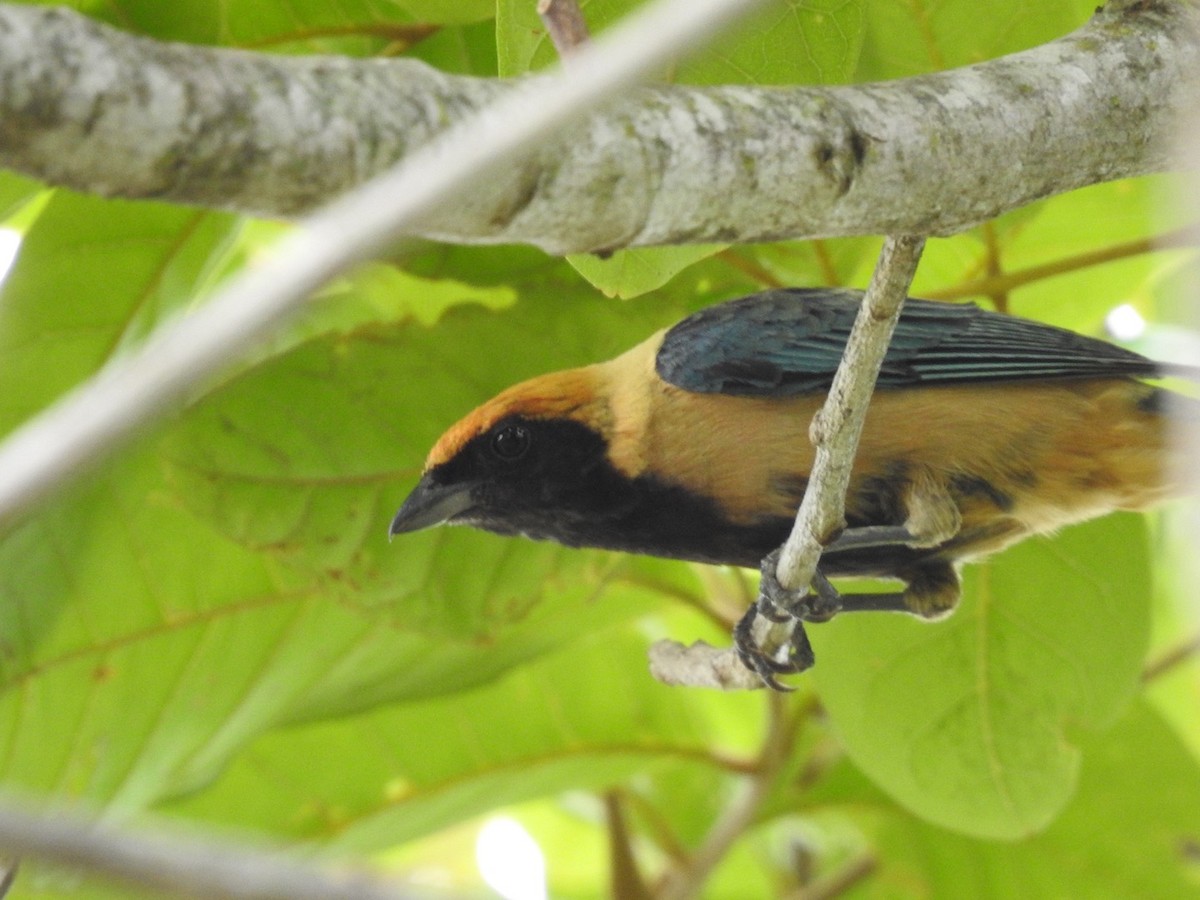Burnished-buff Tanager (Stripe-bellied) - Nick Odio