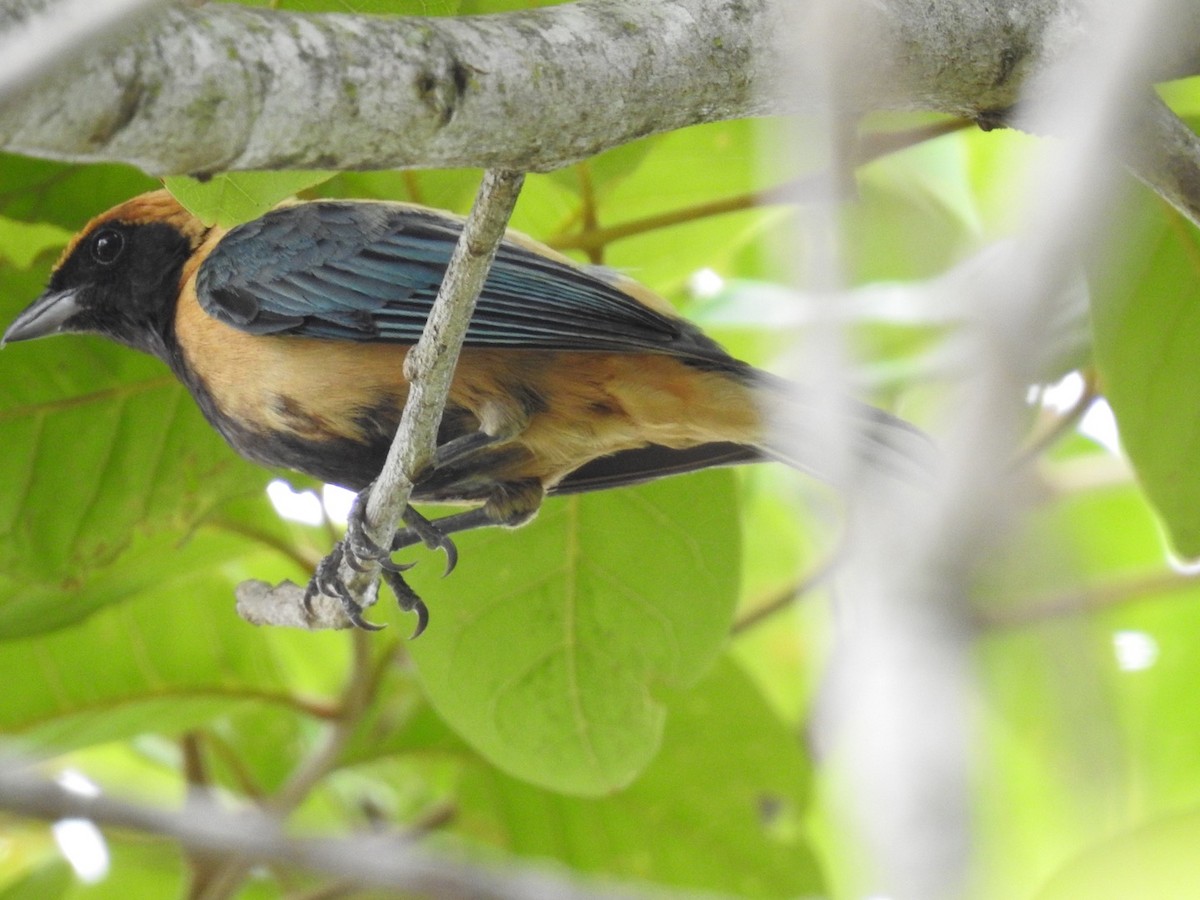 Burnished-buff Tanager (Stripe-bellied) - ML611092384