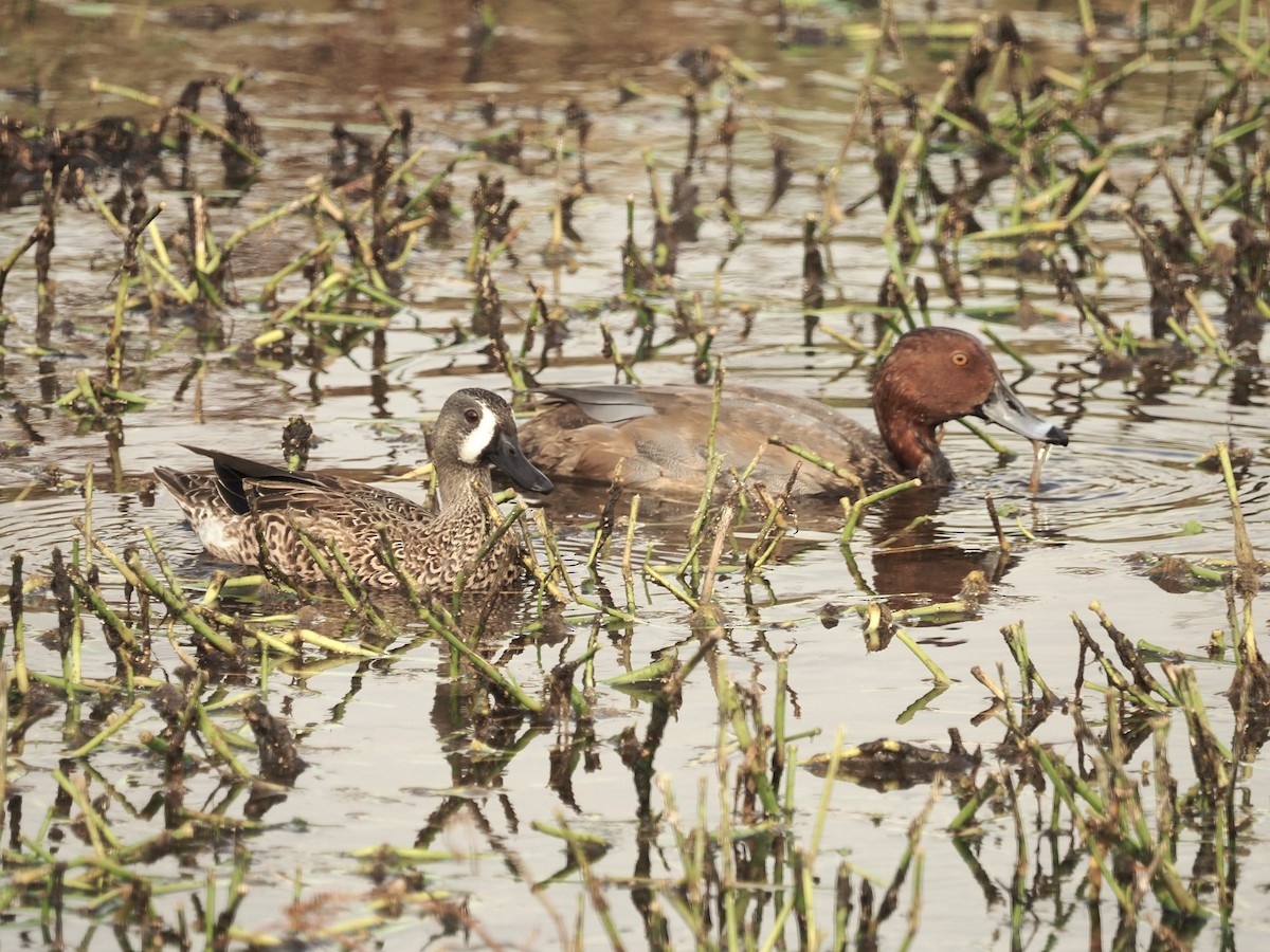 eBird Checklist 13 Nov 2023 The Celery Fields 54 species