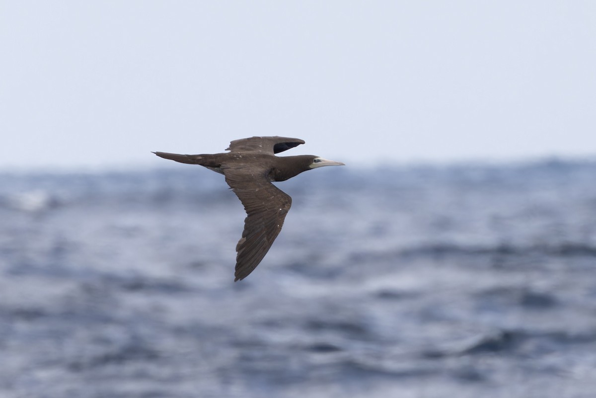 Brown Booby - ML611092771