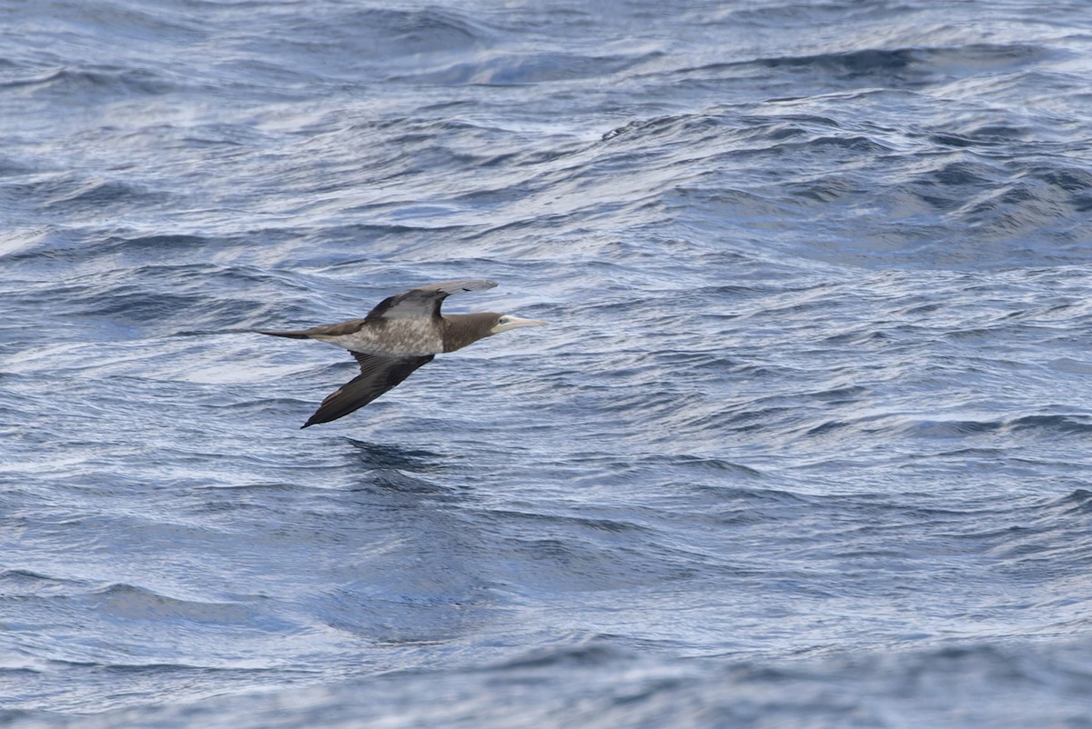 Brown Booby - ML611092772