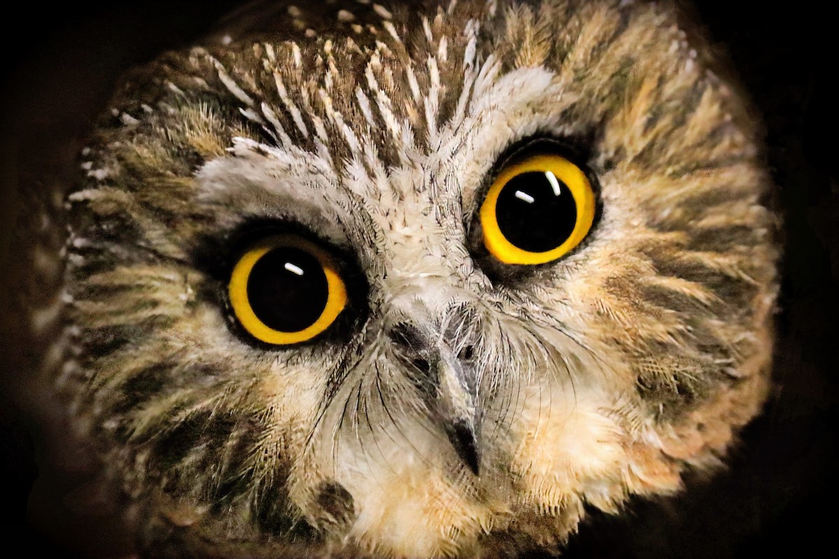 Northern Saw-whet Owl - James Tornetta