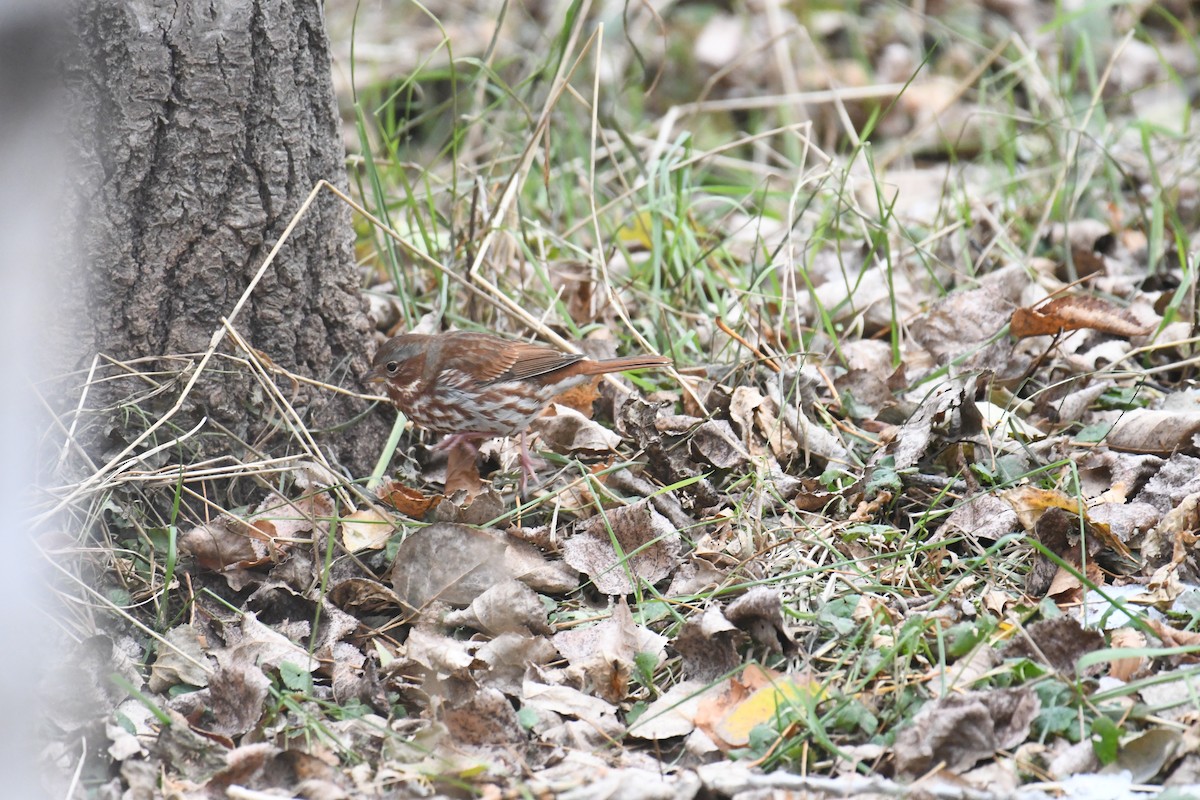 Fox Sparrow - roger beaupre