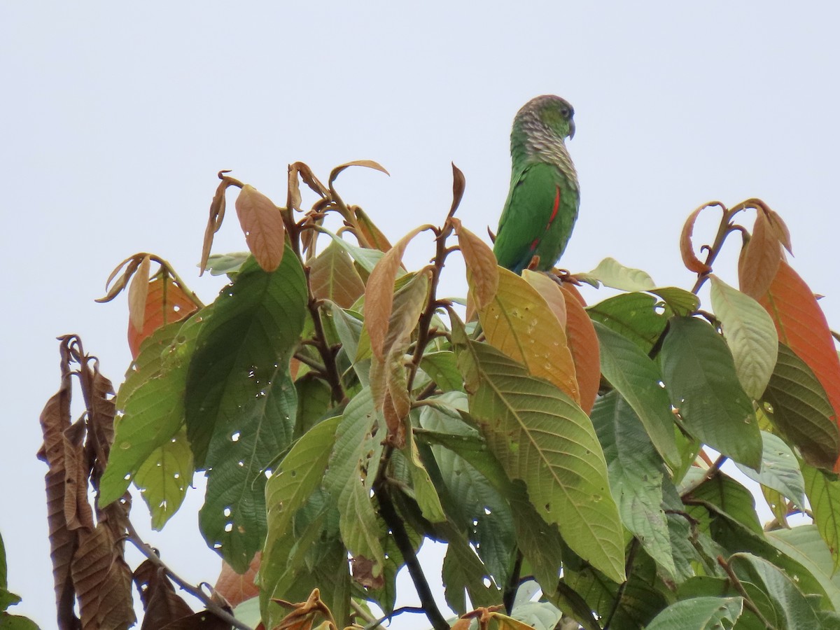 Maroon-tailed Parakeet (Choco) - ML611093237