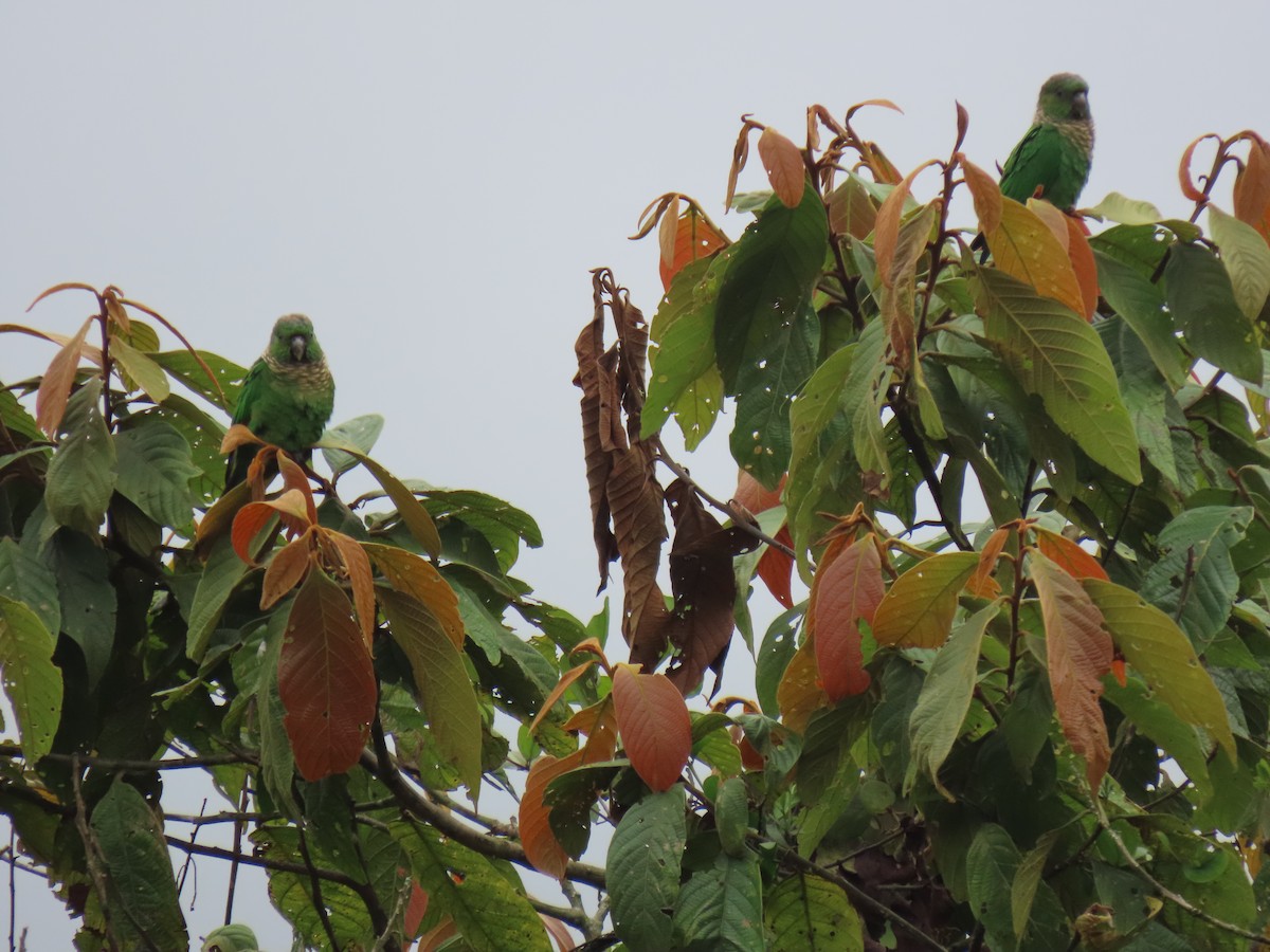 Maroon-tailed Parakeet (Choco) - ML611093238