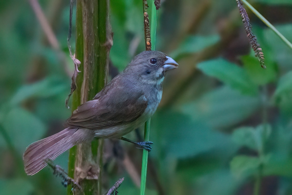 Double-collared Seedeater - ML611093365
