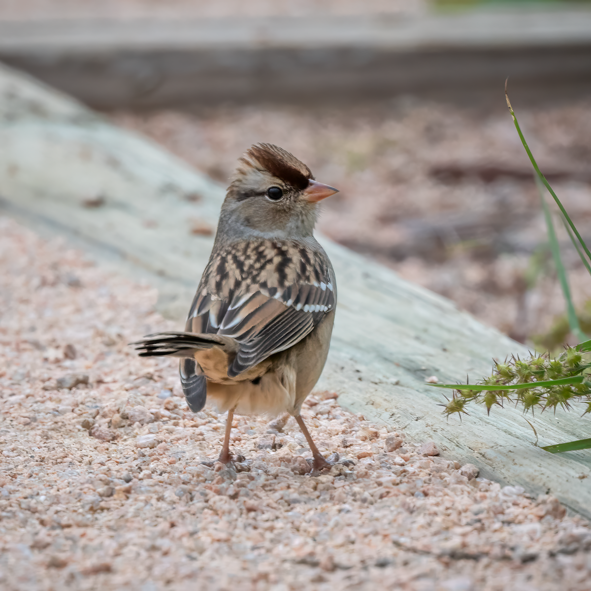 White-crowned Sparrow - ML611093375