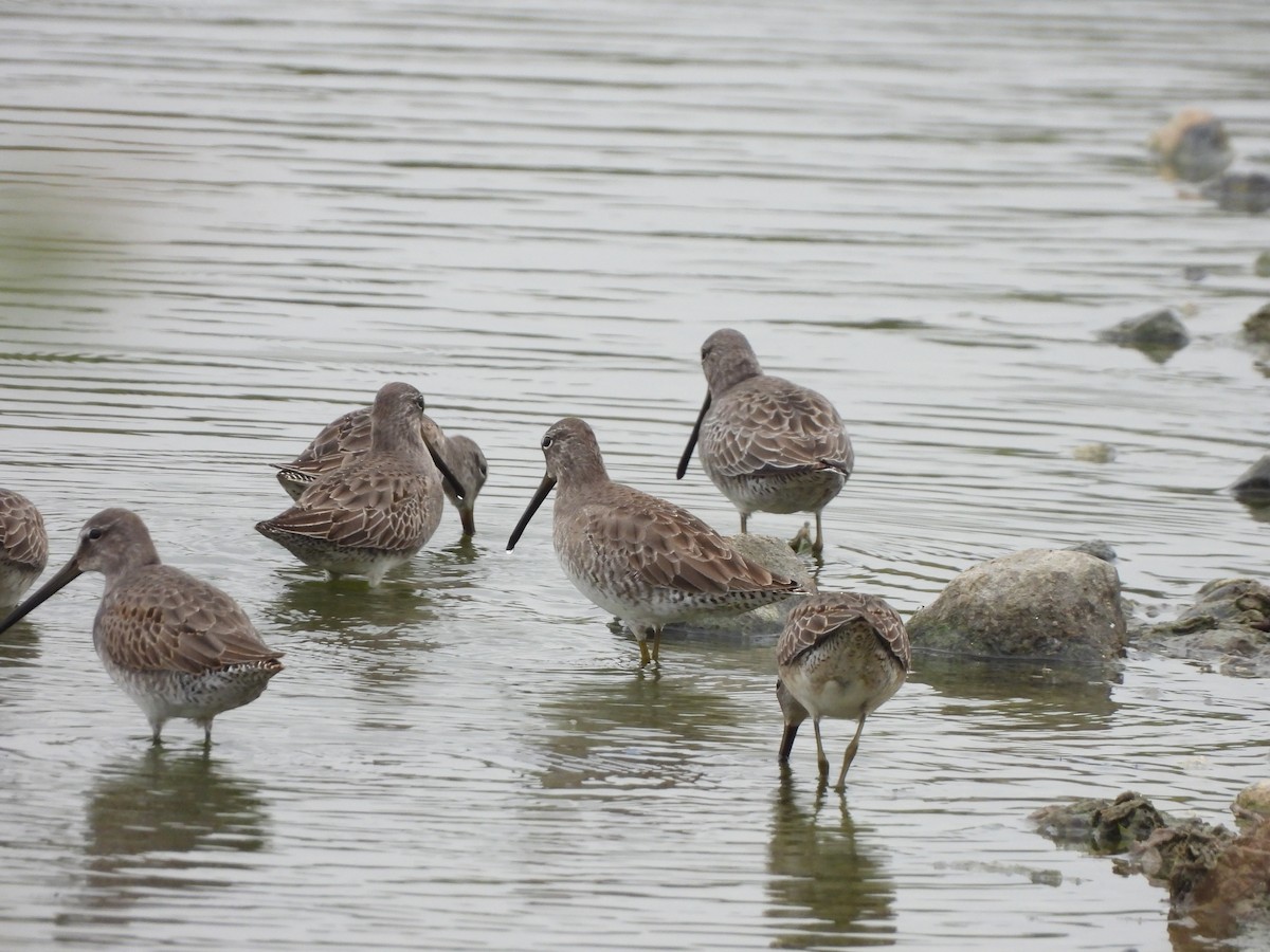 Long-billed Dowitcher - ML611093450