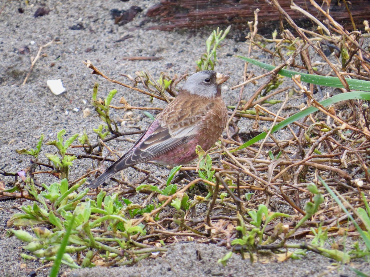 Gray-crowned Rosy-Finch - ML611093615