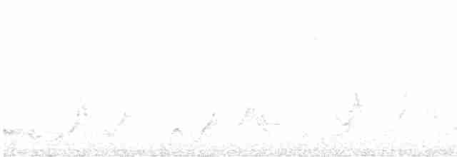 アカオマユミソサザイ（euophrys グループ） - ML611093658