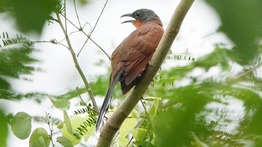 Gray-capped Cuckoo - ML611093659