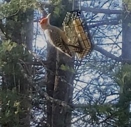 Red-bellied Woodpecker - ML611093749