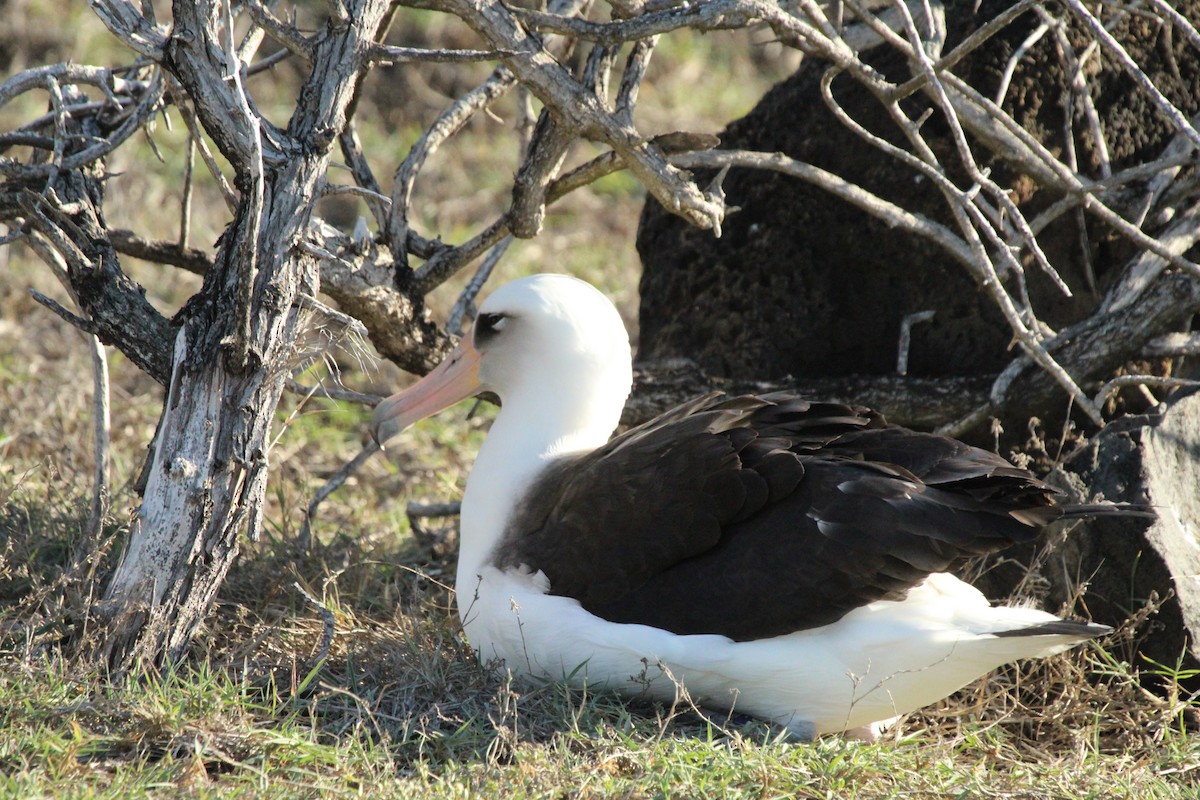 albatros laysanský - ML611093923
