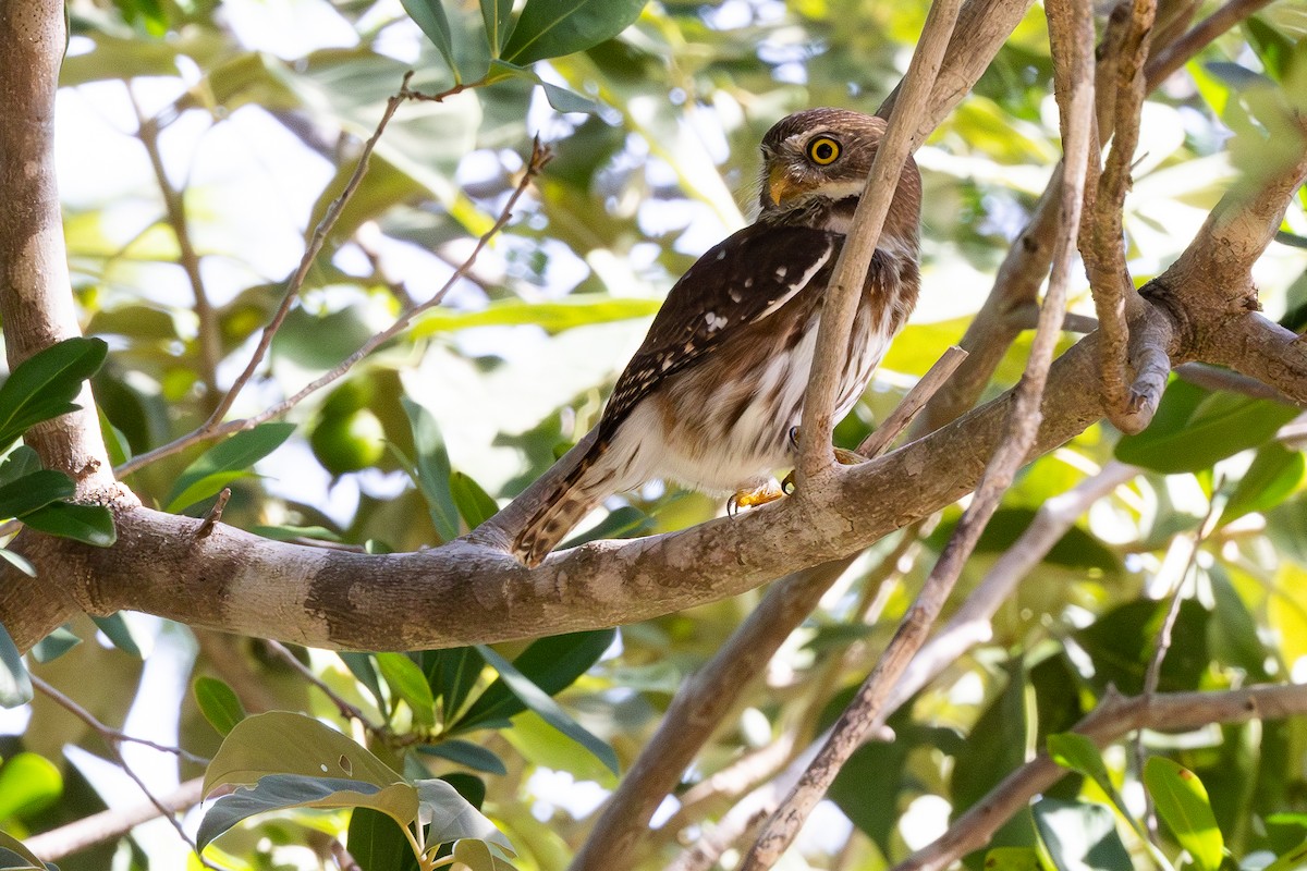 Ferruginous Pygmy-Owl - Lance Runion 🦤