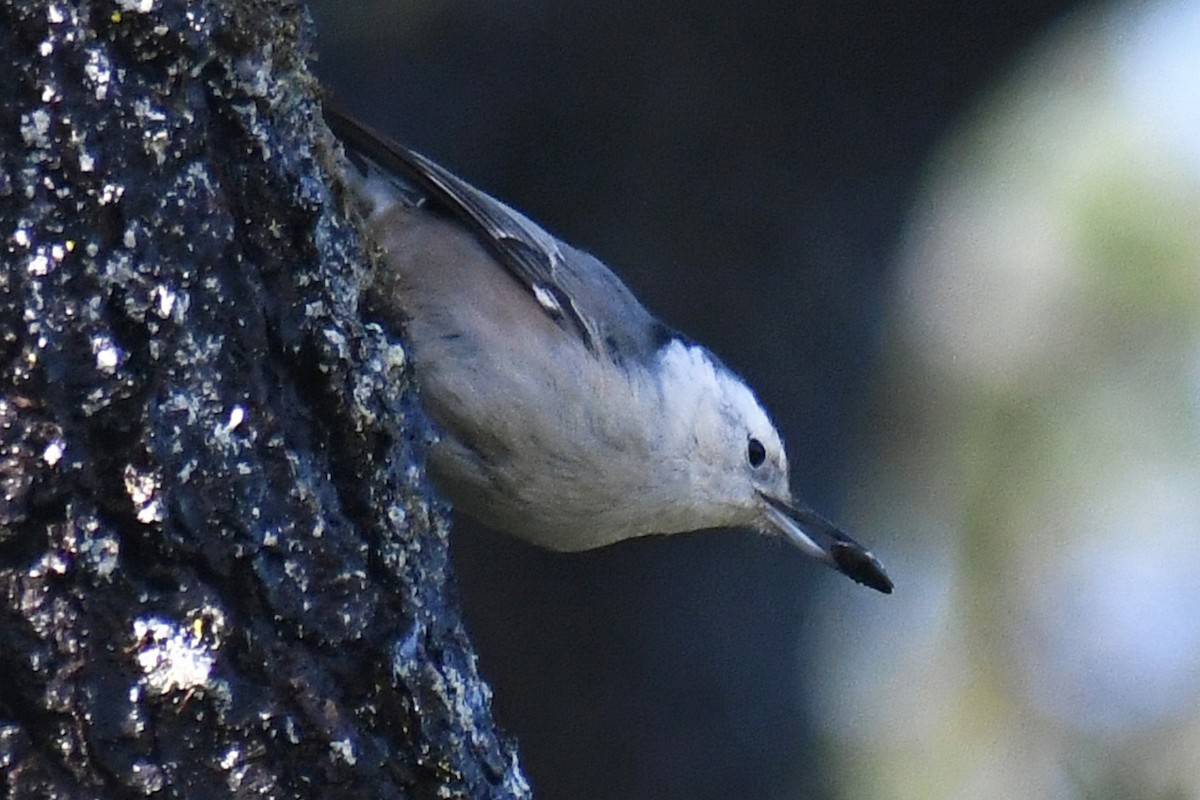 White-breasted Nuthatch (Pacific) - ML611094107