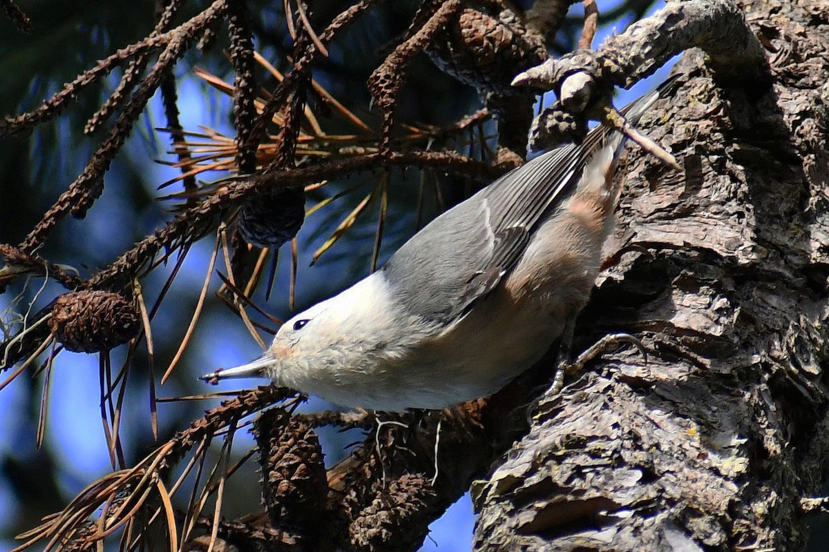 White-breasted Nuthatch (Pacific) - ML611094109