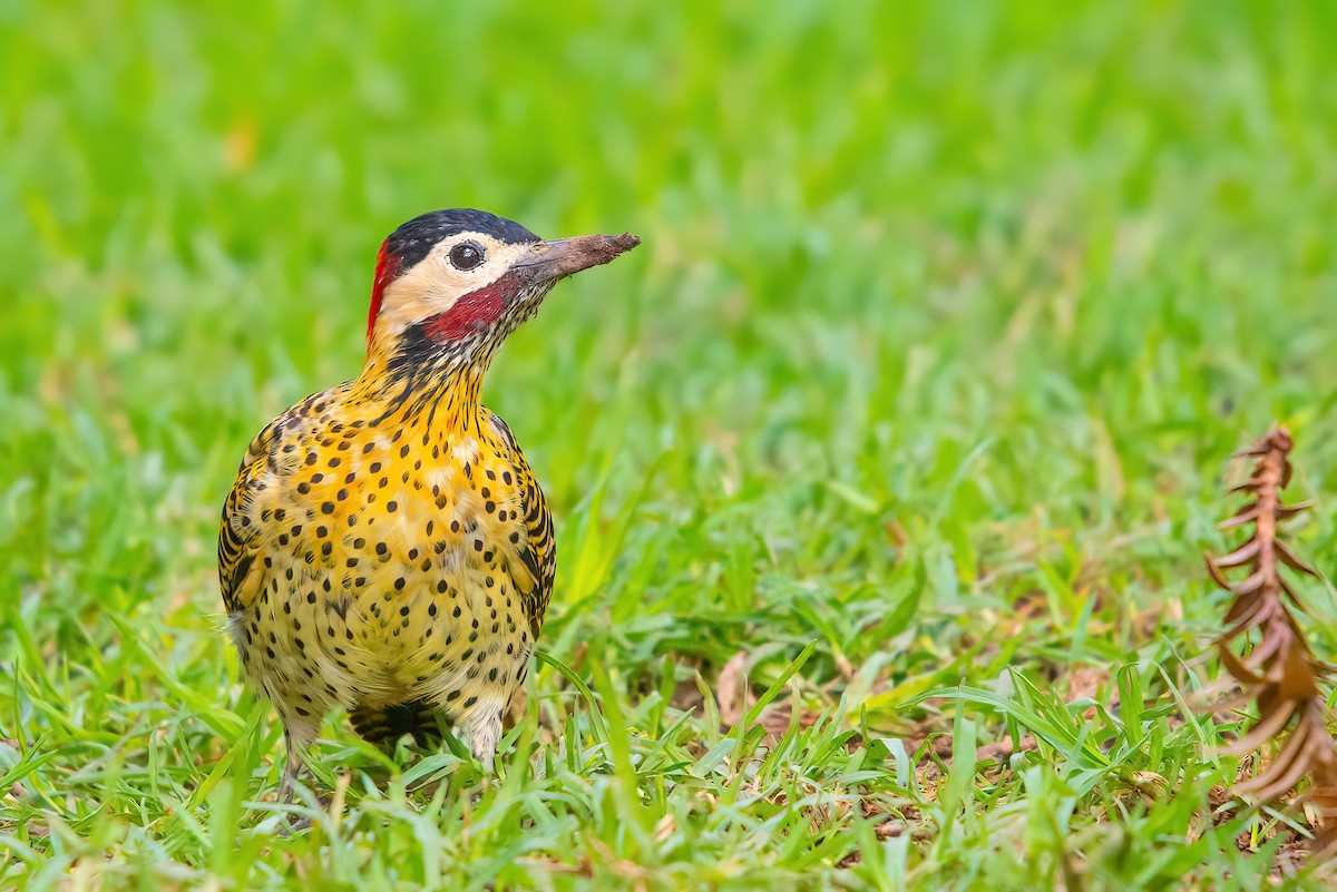 Green-barred Woodpecker - Jaap Velden