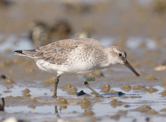Red Knot - ML611094222