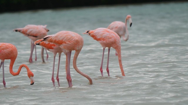 American Flamingo - ML611094239