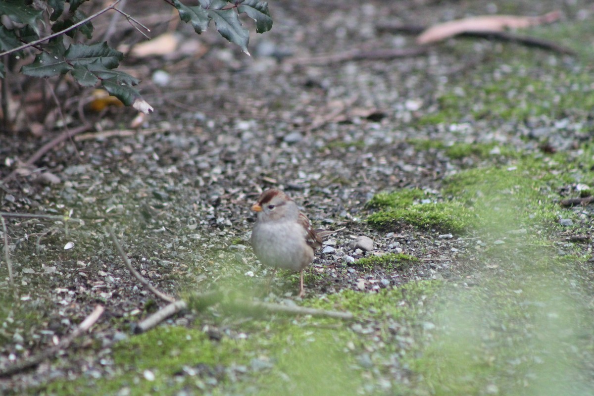 White-crowned Sparrow - ML611094279