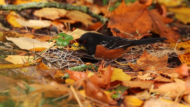 Spotted Towhee - ML611094503