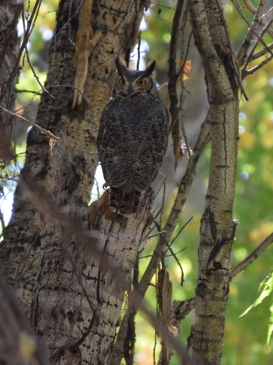 Great Horned Owl - ML611094872
