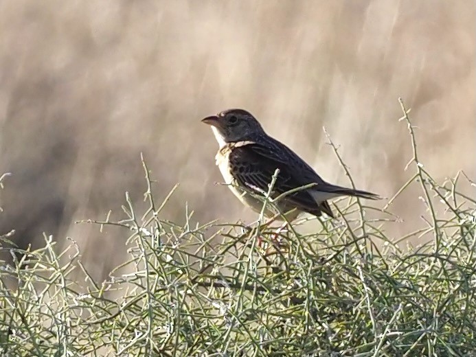 Singing Bushlark (Australasian) - ML611094974