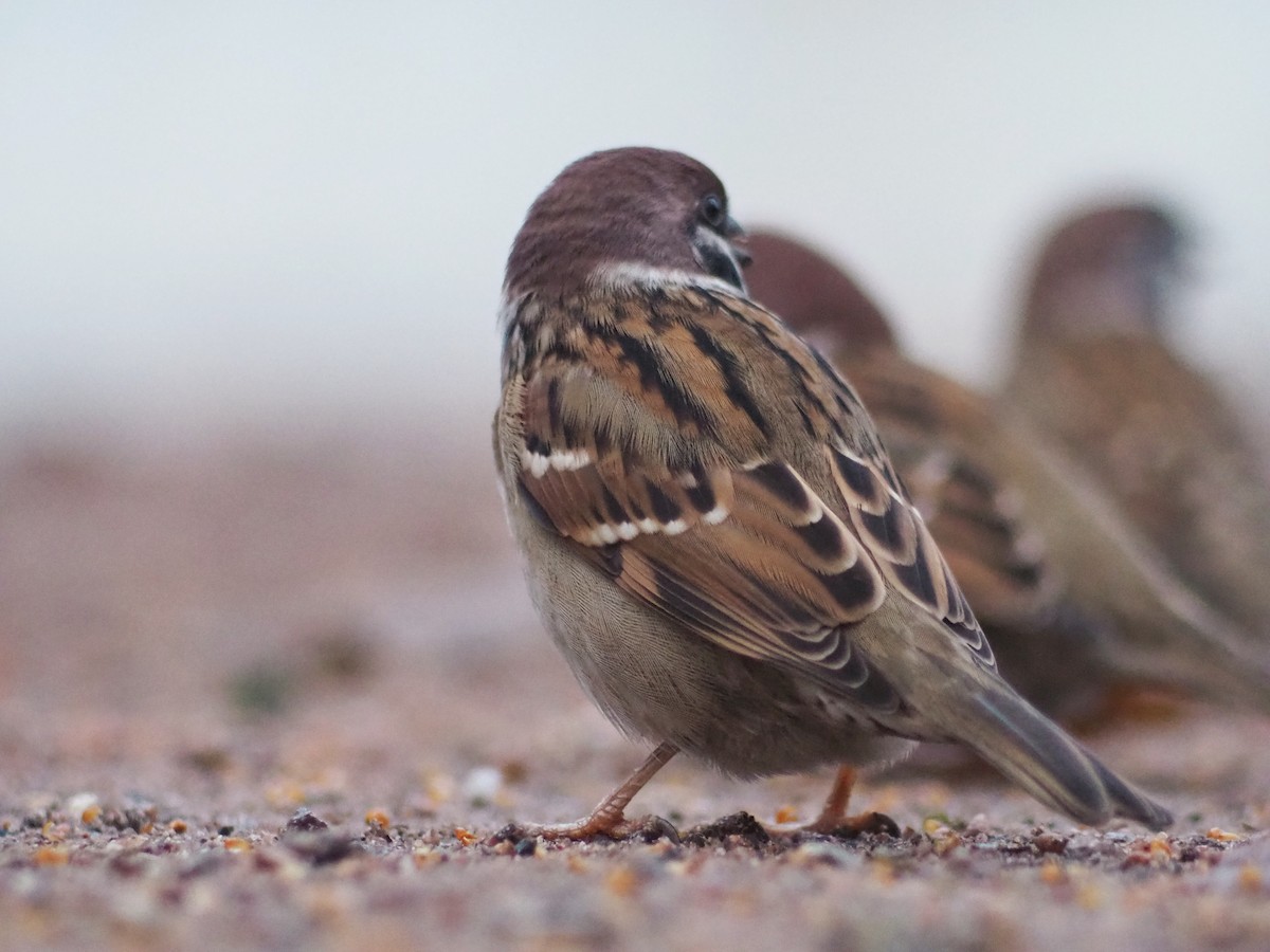 Eurasian Tree Sparrow - ML611094982