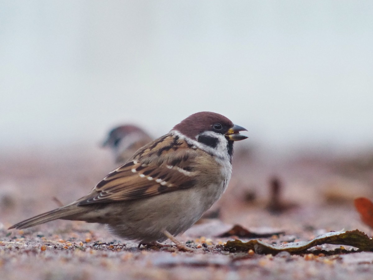 Eurasian Tree Sparrow - ML611094985