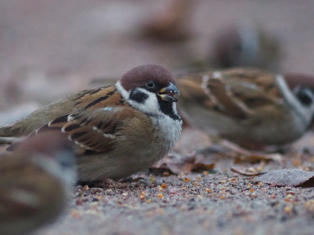 Eurasian Tree Sparrow - ML611094986