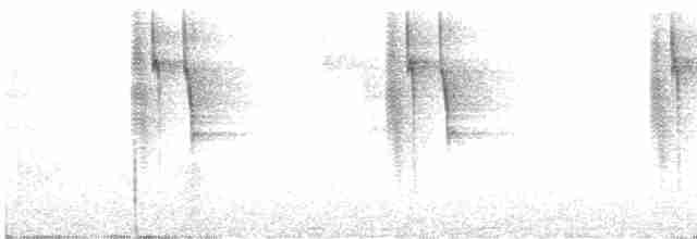 Зелоногрудый фиалкоух (cyanotus/crissalis) - ML611095273