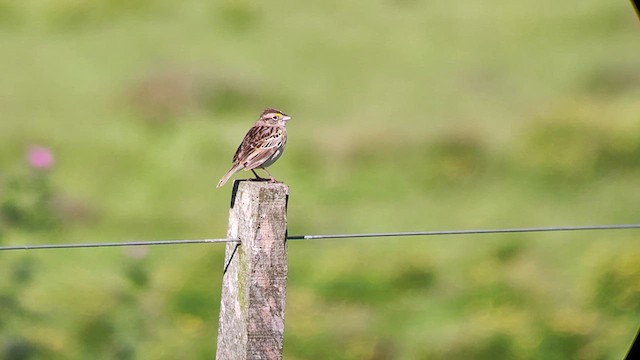 Grassland Sparrow - ML611095444