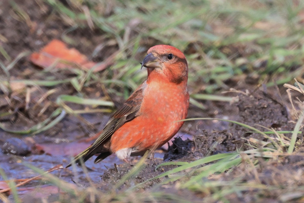 eBird Checklist - 13 Nov 2023 - 2400-2442 19th Avenue, Emerado, North ...