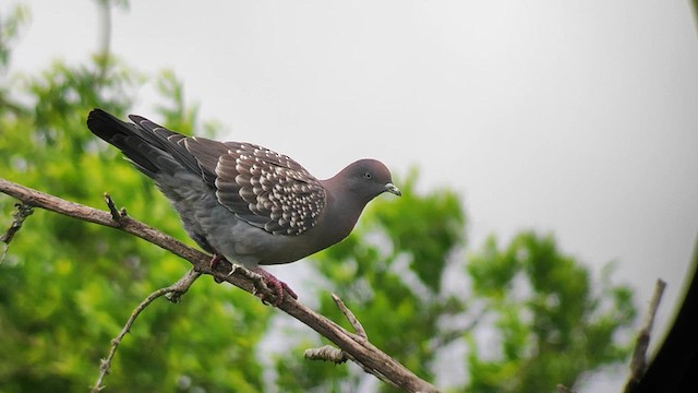 Spot-winged Pigeon - ML611095514