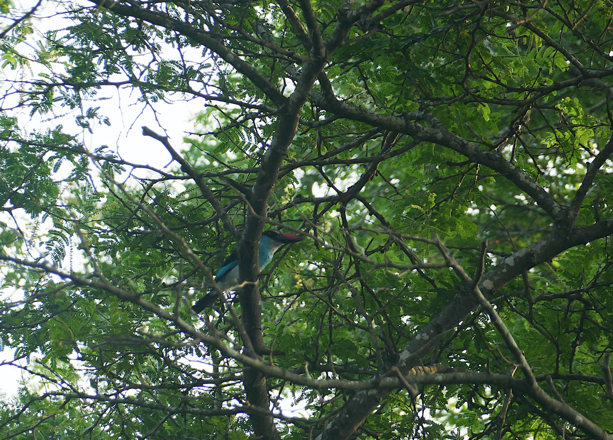 Blue-breasted Kingfisher - sonia villalon