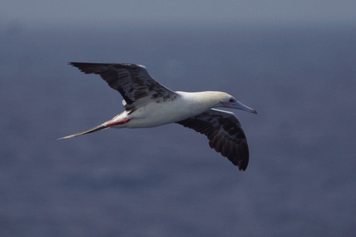 Red-footed Booby - ML611096056