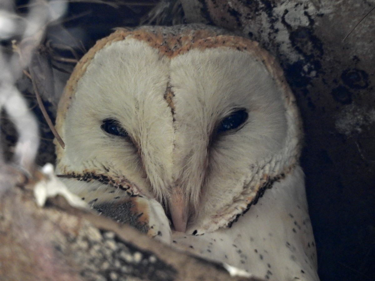 Barn Owl (African) - ML611096092