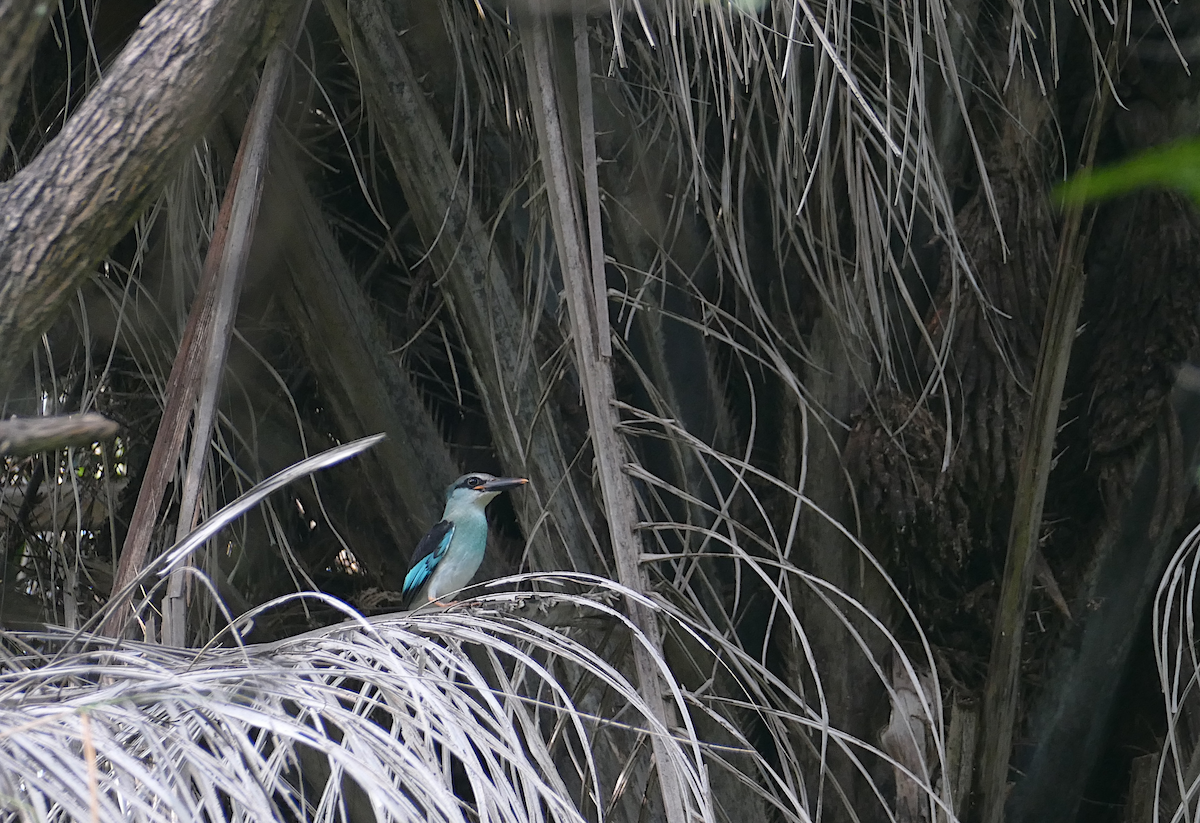 Blue-breasted Kingfisher - ML611096187