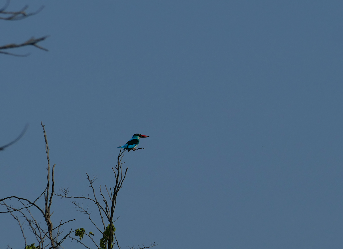 Blue-breasted Kingfisher - ML611096428