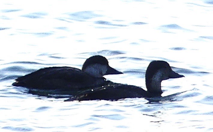 Black Scoter - Russell Taylor