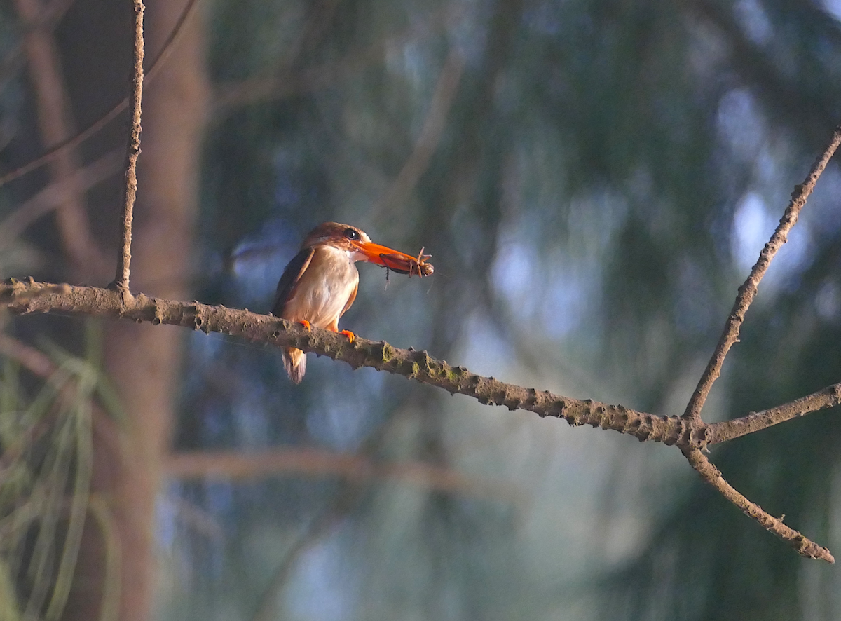 African Pygmy Kingfisher - sonia villalon