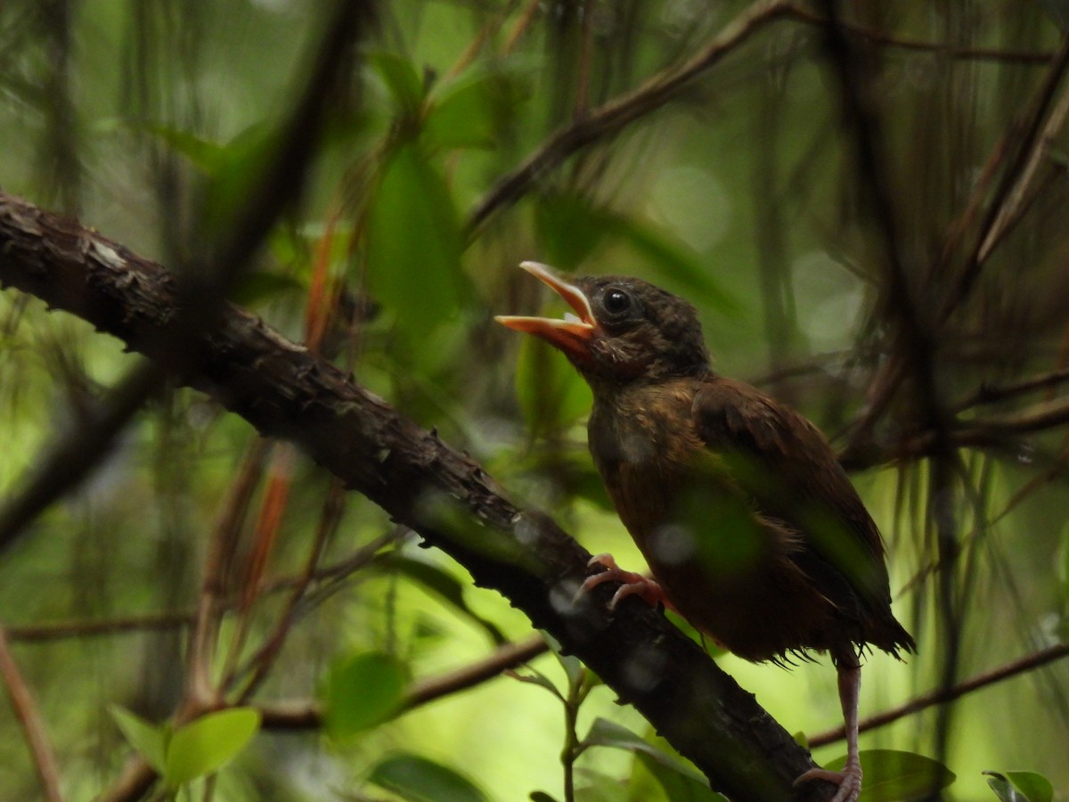 Ruby-crowned Tanager - ML611096725