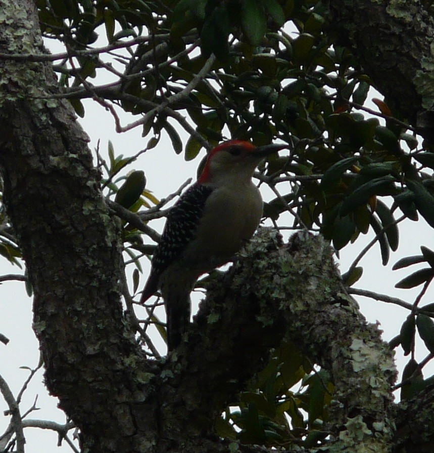 Red-bellied Woodpecker - ML611097246