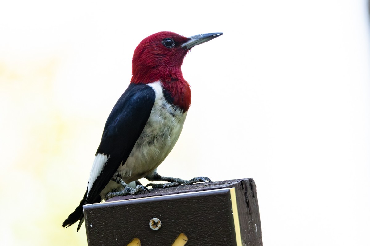 Red-headed Woodpecker - ML611097375
