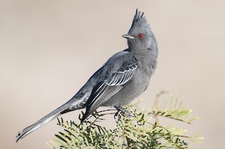 Phainopepla