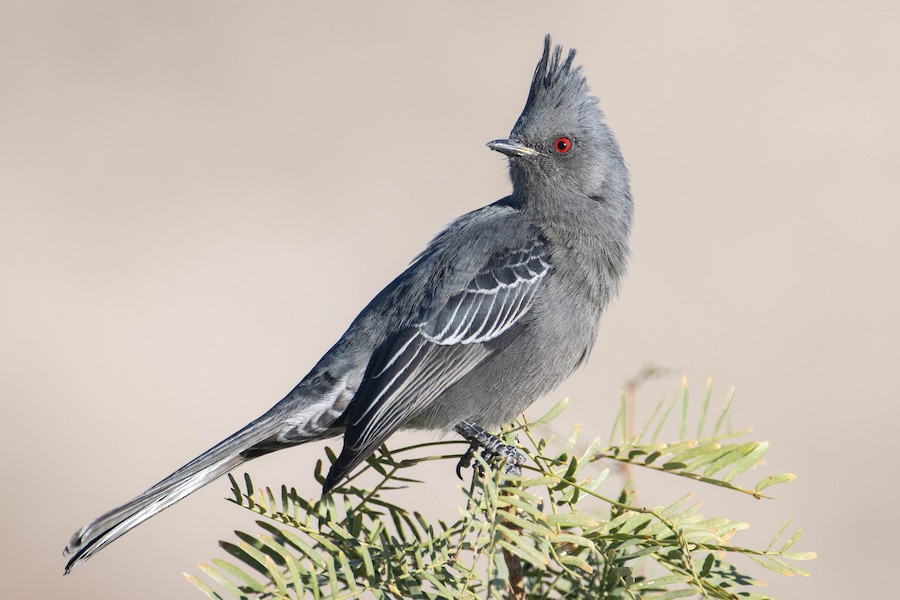 Phainopepla