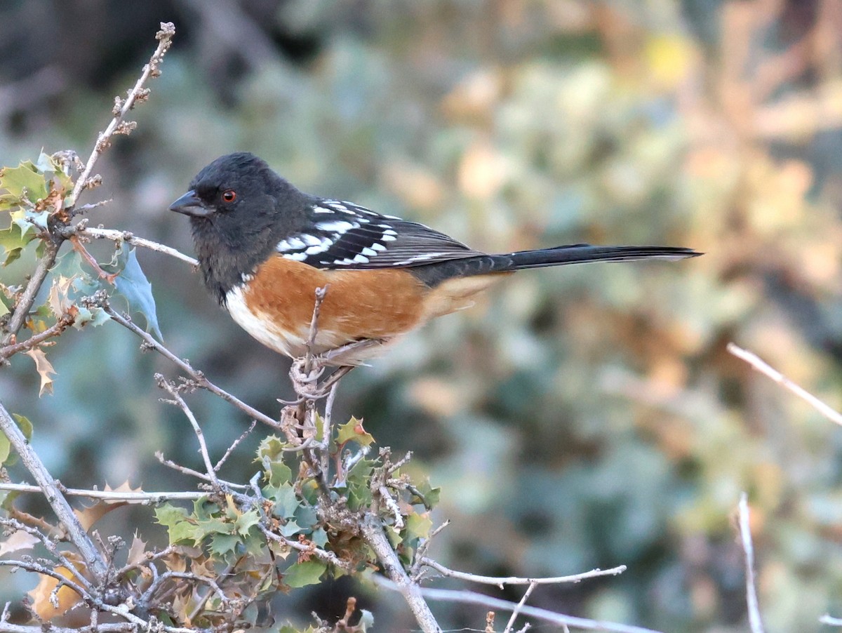 Spotted Towhee - ML611097615