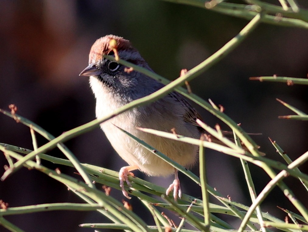 Rufous-crowned Sparrow - ML611097628
