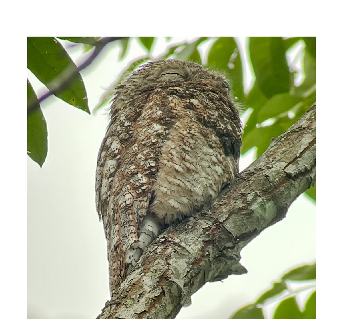 eBird Checklist 8 Oct 2023 Canopy Camp 11 species