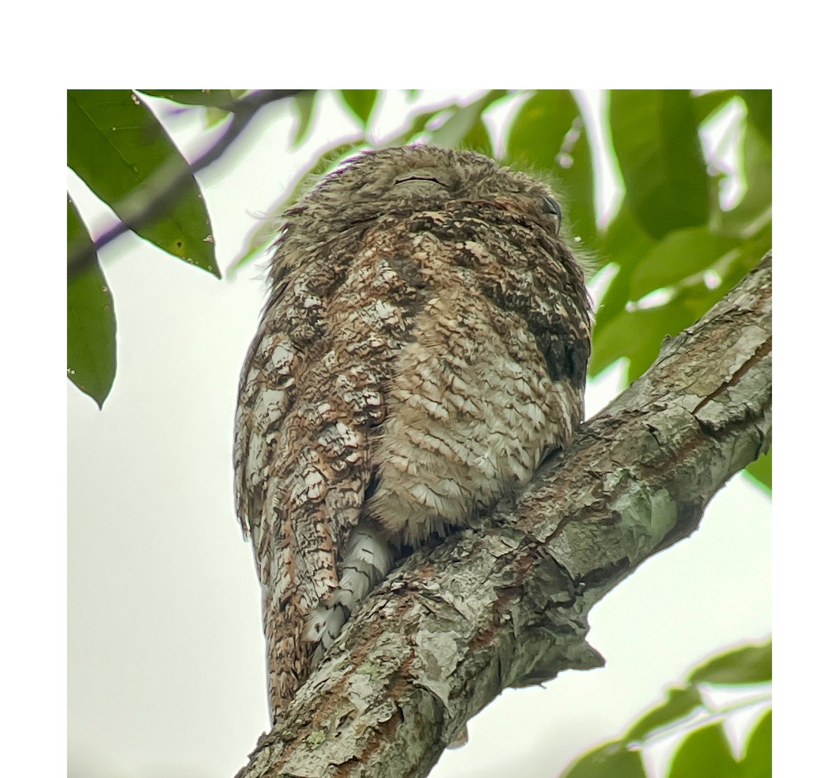 EBird Checklist 8 Oct 2023 Canopy Camp 11 Species